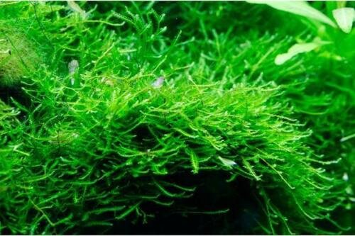 Java Moss Vesicularia Golf Ball Size Aquatic Live Aquarium Plants