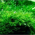 Java Moss Vesicularia Golf Ball Size Aquatic Live Aquarium Plants