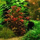 Ludwigia Repens "Rubin" - Live Aquarium Plants Bunch Fish Tanks