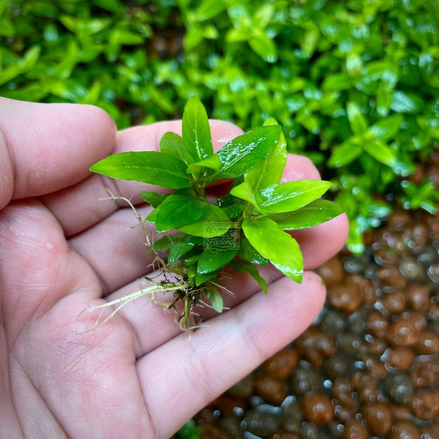 Staurogyne Repens Bare Root Clump Live Aquarium Plants Foreground