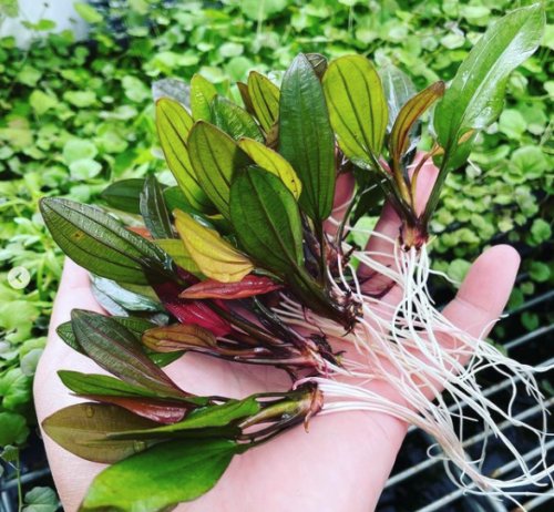 Echinodorus Miracle APF Live Aquarium Plants Factor