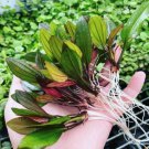 Echinodorus Miracle APF Live Aquarium Plants Factor