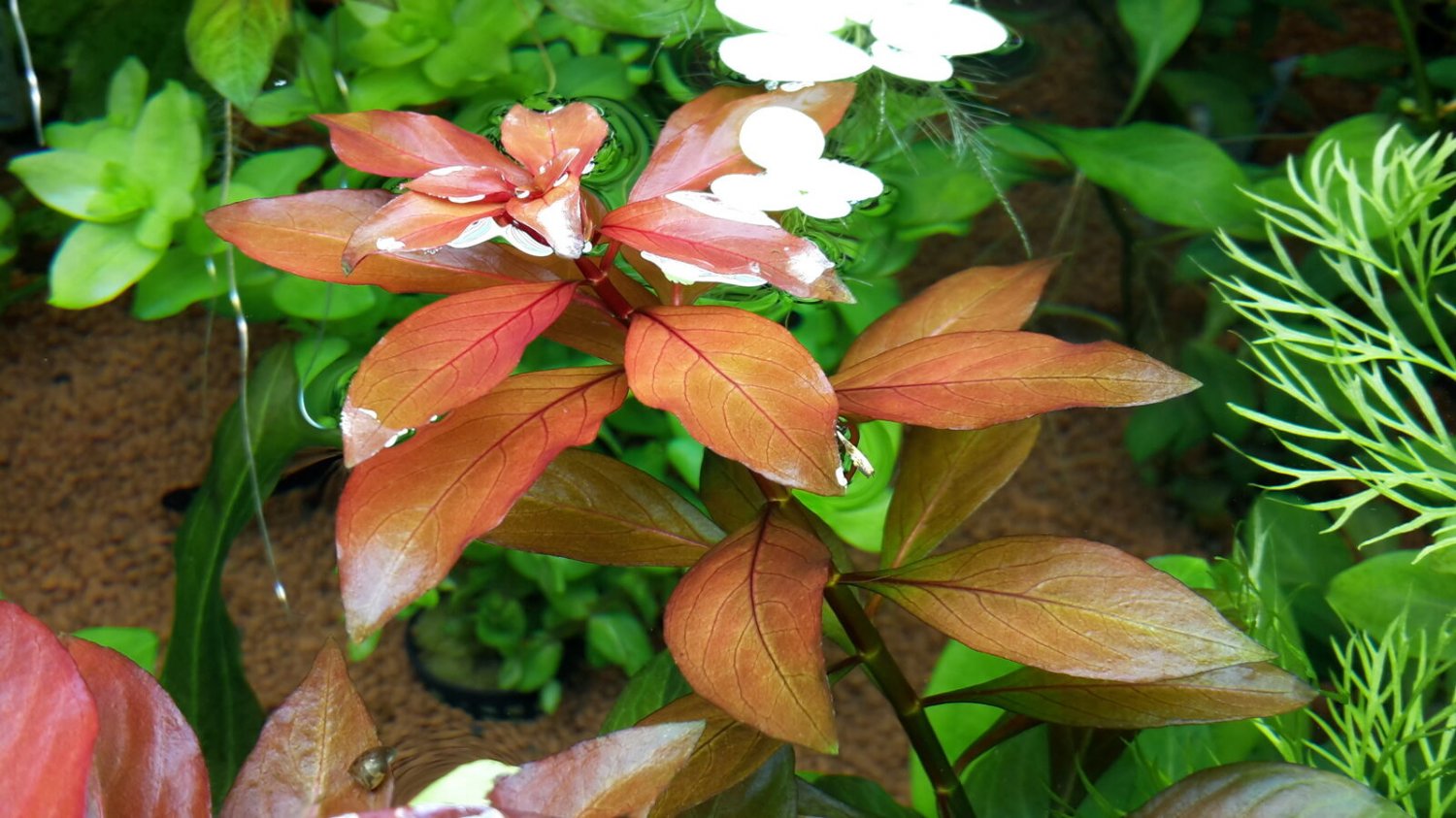 Ludwigia Repens Bunch Red Fresh Aquatic APF® Live Aquarium Plants