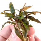 Cryptocoryne Undulatus 'Red' Aquarium Plants