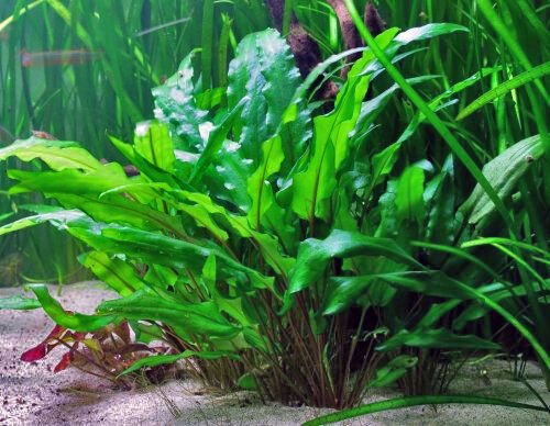 Cryptocoryne Wendtii Green Bunch Crypt Fresh Live Aquarium Plants