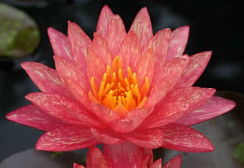 Nymphaea Wanvisa Red Hardy Water Lily Tuber Rhizome Pond Plant
