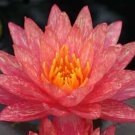 Nymphaea Wanvisa Red Hardy Water Lily Tuber Rhizome Pond Plant