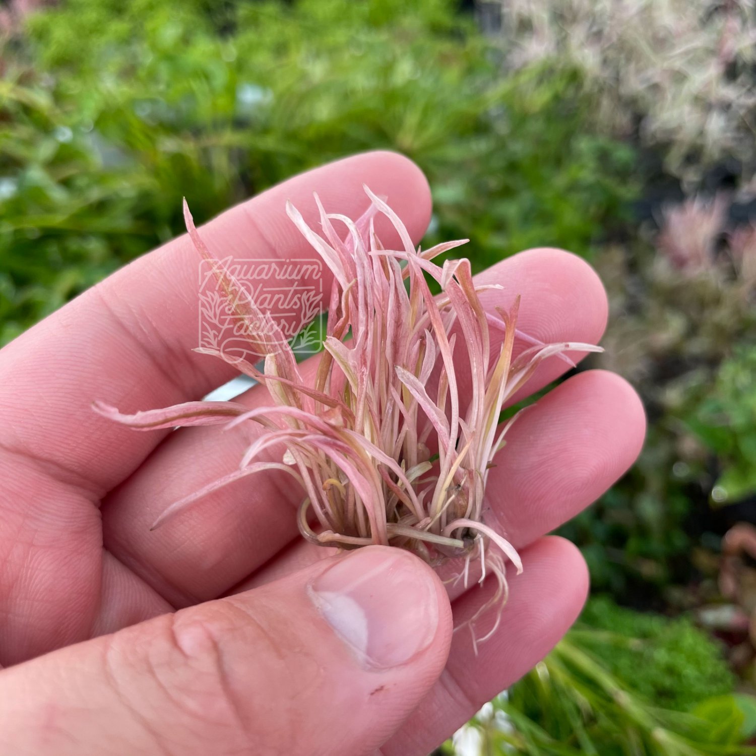 Cryptocoryne Flamingo Bare Root Pink Crypt Rare Live Aquarium
