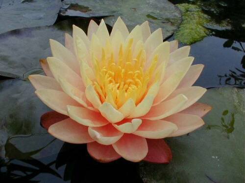 Nymphaea Mangkala Ubol Live Yellow Hardy Water Lily Tuber Rhizome