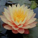 Nymphaea Mangkala Ubol Live Yellow Hardy Water Lily Tuber Rhizome
