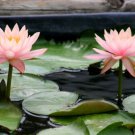 Nymphaea Colorado Pink Hardy Live Water Lily Plant Tuber Rhizome