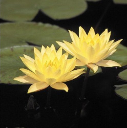 Nymphaea Joey Tomocik Yellow Hardy Water Lily Plant Tuber Rhizome