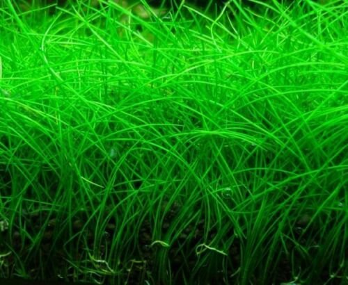 Dwarf Hairgrass Mini Bare Root Eleocharis Parvula Aquarium Plants