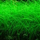 Dwarf Hairgrass Mini Bare Root Eleocharis Parvula Aquarium Plants
