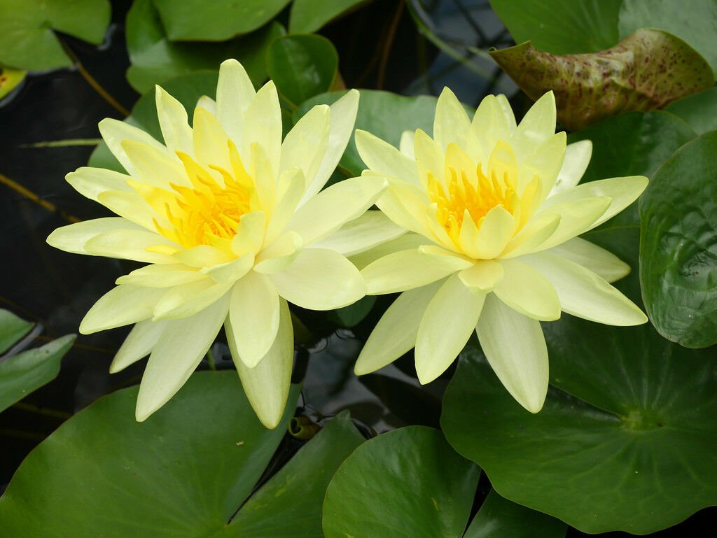 Nymphaea Charlene Strawn Yellow Hardy Live Water Lily Tuber