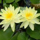Nymphaea Charlene Strawn Yellow Hardy Live Water Lily Tuber