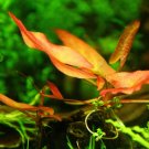 Red Nymphaea Rubra Bulb 99% GROWTH RATES Live Aquarium Plants Water Lily
