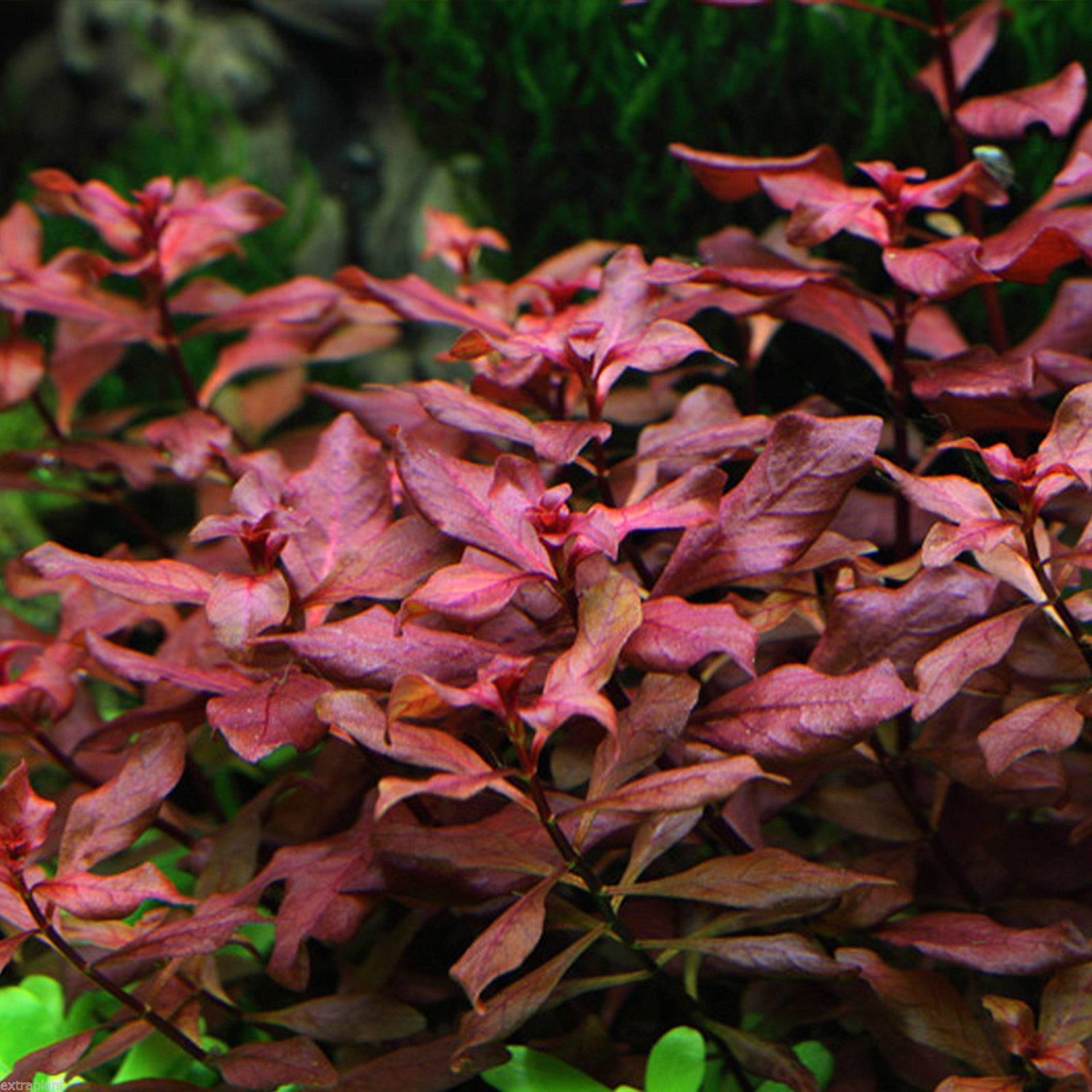 Ludwigia sp. Mini 'Super Red' Bunch Live Aquarium Plants Repens
