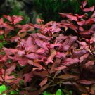 Ludwigia sp. Mini 'Super Red' Bunch Live Aquarium Plants Repens