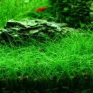 Eleocharis sp Mini in Tissue Culture Dwarf Hairgrass Fresh Live Aquarium Plants