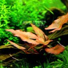 Nymphaea Rubra Bulb Dwarf Lily | Aquarium Plants Factory