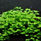 Hydrocotyle tripartita "Japan" in Vitro - Live Aquarium Plants Dwarf Pennywort