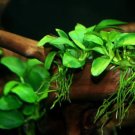 10x Anubias Petite Nana Loose Rhizome 8+ Leaf Aquatic APF® Live Aquarium Plants
