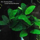 Anubias Barteri Nana Loose Rhizome Fresh Aquatic APF® Live Aquarium Plants