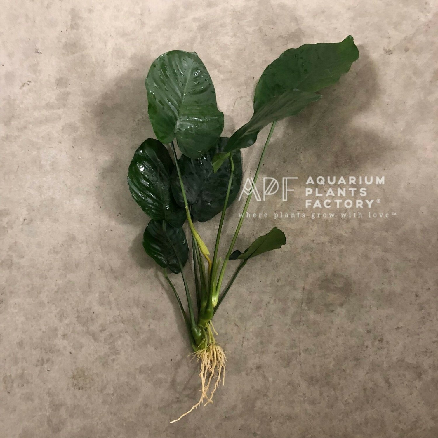 Large Anubias Barteri Board Leaf Loose Nana APF Aquatic Live Aquarium Plants