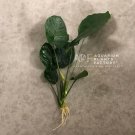Large Anubias Barteri Board Leaf Loose Nana APF Aquatic Live Aquarium Plants