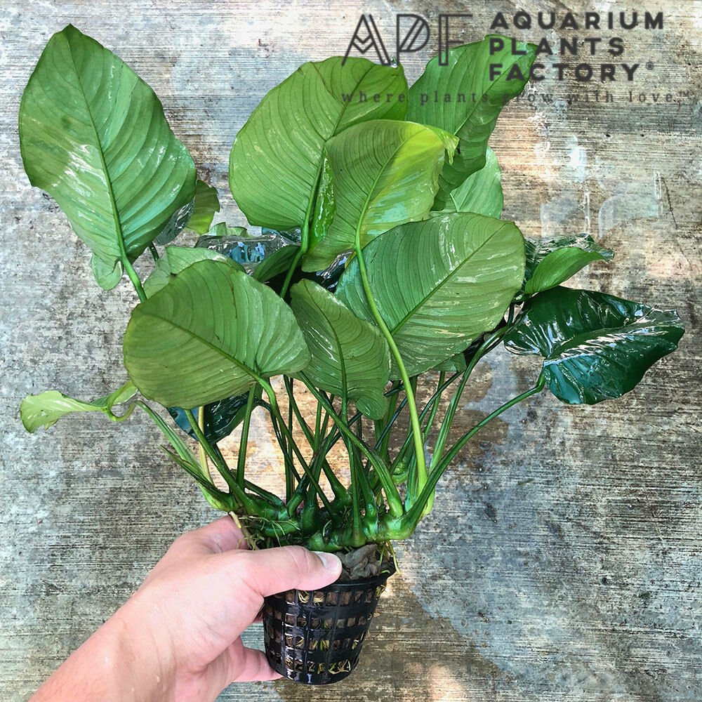 Anubias Barteri Nana MOTHER XXL Potted Freshwater Aquatic Live Aquarium Plants