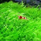 Utricularia Graminifolia Tissue Culture UG Live Aquatic Aquarium Plants