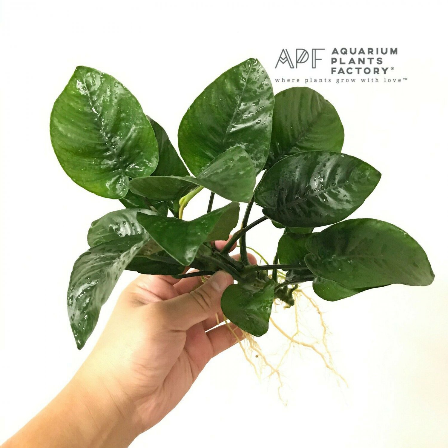 Anubias Butterfly Barteri Loose BIG HUGE Live Fresh APF Aquarium Plants Factory®
