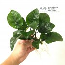 Anubias Butterfly Barteri Loose BIG HUGE Live Fresh APF Aquarium Plants Factory®