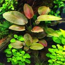 Lagenandra Meeboldii Red Tissue Culture Rare Crypt Fresh Live Aquarium Plants