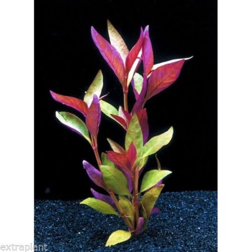 Alternanthera Reineckii Bunch Scarlet Temple Live Aquarium Plants