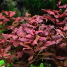 3x Ludwigia sp. Mini 'Super Red' Bunch Rubin Live Fresh Aquarium Plants Factory