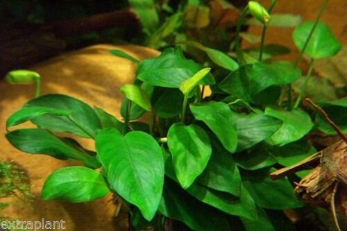 Anubias Barteri Nana Pot Freshwater Easy Live Aquarium Plants Fish