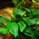 Anubias Barteri Nana Pot Freshwater Easy Live Aquarium Plants Fish