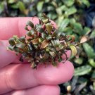 Bucephalandra Purple Mini Tissue Culture Cup Aquarium Plants Factory®