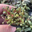 Bucephalandra Red Phantom Tissue Culture Cup APF Aquarium Plants Factory®