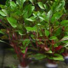 Alternanthera Bettzickian Bunch Red Ficoidea Live Aquarium Plants