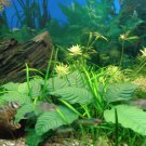 Anubias Coffeefolia Loose Rhizome Nana Barteri Live Aquarium Plant
