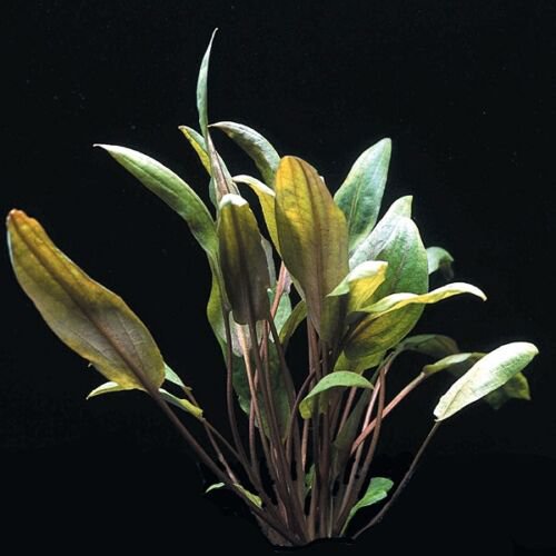 Cryptocoryne Mioya in Tissue Culture Live Aquarium Plants Crypt Tropica Brown