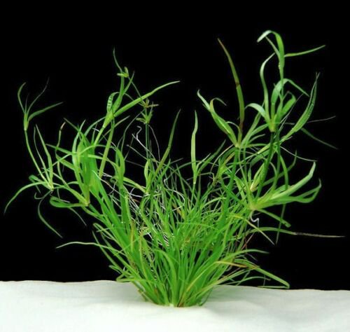 Juncus Repens Bunch Live Aquarium Plants Factory Fresh Lesser Creeping Rush