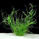 Juncus Repens Bunch Live Aquarium Plants Factory Fresh Lesser Creeping Rush