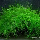 Java Moss Golf Ball Size Vesicularia Dubyana APF® Fresh Live Aquarium Plants