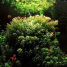 Rotala Indica Red Rotundifolia Bunch APF Live Aquarium Plants