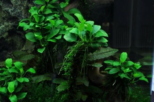 Anubias Nana 'Petite' on Driftwood Freshwater APF® Live Aquarium Plants