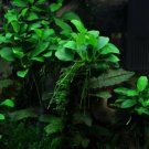 Anubias Nana 'Petite' on Driftwood Freshwater APF® Live Aquarium Plants